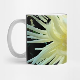 White Dahlia Mug